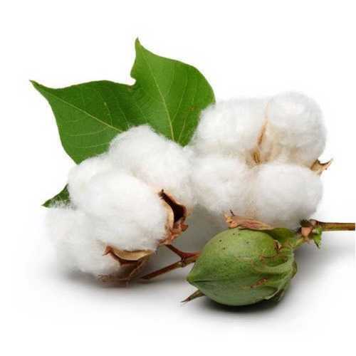 White Cotton Seeds Use For Terrace/Balcony/Poly House Gardening, Moisture 10%