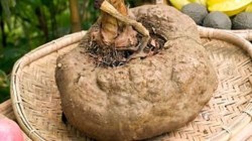 Excellent Source of Dietary Fiber and Antioxidants Natural Healthy Elephant Yam