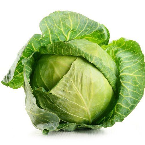 Healthy and Fresh Green Cabbage With 3 Days Shelf Life and Rich in Vitamin A