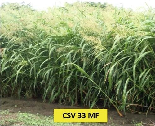 Multicut Forage Sorghum Csv 33Mf For Animals Fodder, Fast Growing And High Tillering Ash %: 20.38