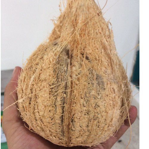 100% Pure And Natural Semi Husked Matured Coconut For Pooja