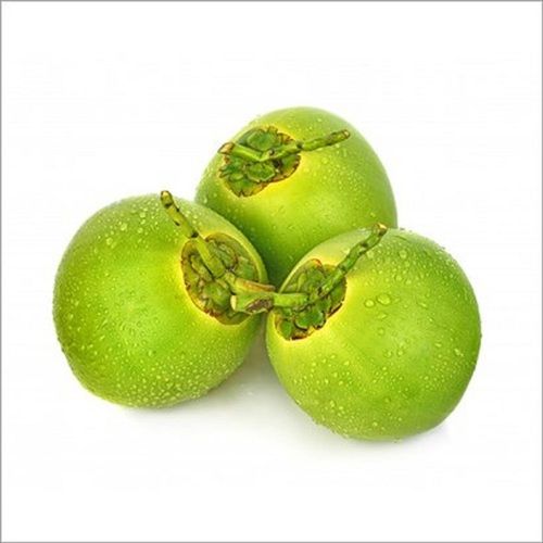 Healthy Green Tender Coconut With Rich in Vitamin C And Dietary Fiber