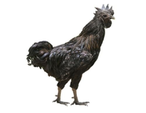 Wholesale Price Black Kadaknath Live Chicken For Meat Purpose