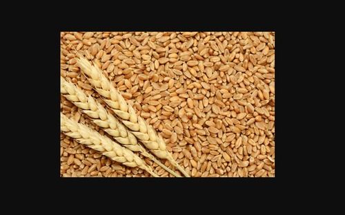 100 Percent Organic Golden Milling Wheat Seed High In Protein, Delicious And Healthy