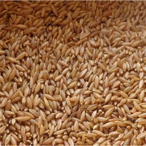 Brown A Grade 100% Pure Natural Healthy And Organic Moongil Rice For Cooking