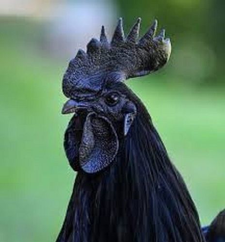 Black Kadaknath Live Chicken For Meat In Restaurant, Hotel & Mess Supply