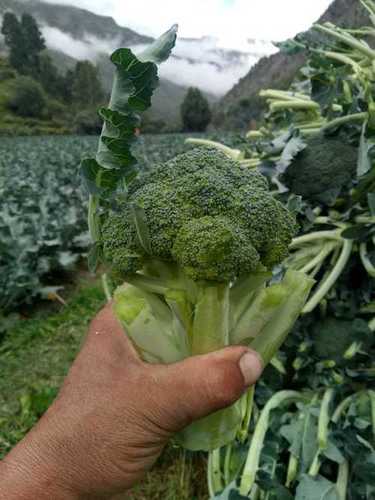 Broccoli Vegetables With Fresh Taste And Good For Health