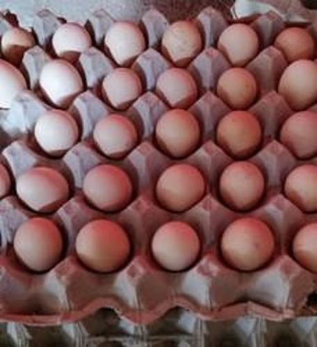 Brown Kadaknath Eggs Total Fat 0.02 Percent Fat Good For Health Conscious Consumers