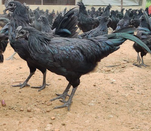 Kadaknath Female Chicken For Meat in Hotel, Restaurant & Mess Supply