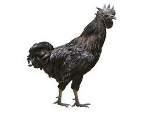 Kadaknath Live Chicken As Per Client Requirement