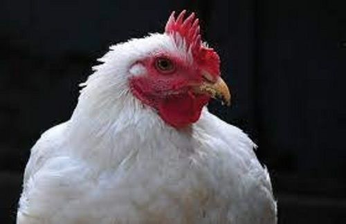 Desi White Live Chicken For Meat In Hotel, Restaurant & Mess Supply