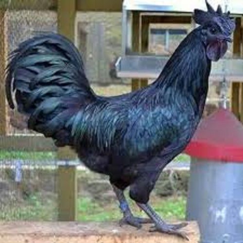 Wholesale Price Black Male Alive Kadaknath Chicken For Meat & Egg ...