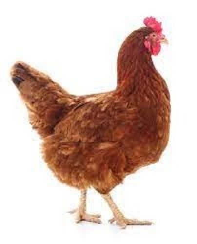 Wholesale Price Brown Desi Live Chicken For Meat & Egg Gender: Male