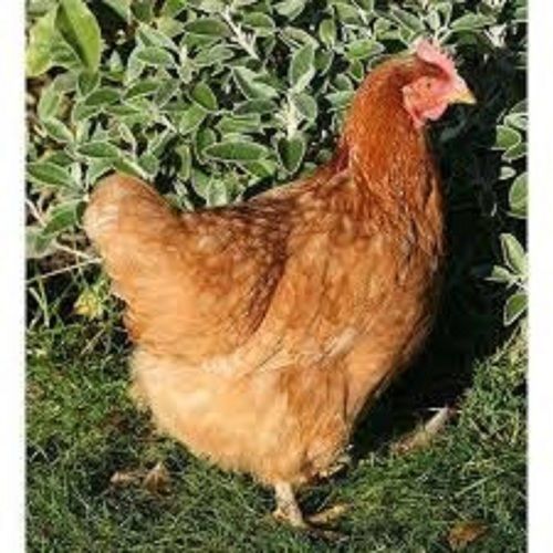 Wholesale Price Brown Desi Live Chicken For Meat & Egg Gender: Male