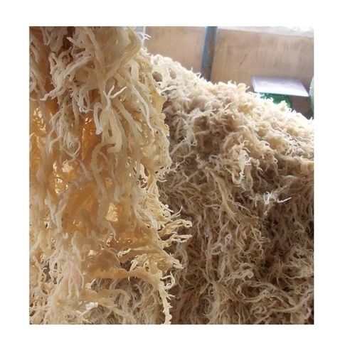 Dried Irish Sea Moss For Salad, Desserts And Drinks Packaging: Plastic Bottle