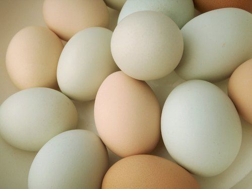 Hen White Egg Linoleic Acid 10 Percent Breed Nati Egg And Great Source Of Vitamin E  Egg Origin: Chicken