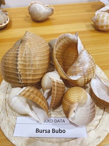 Natural Seashell Ornament For Decoration And Jewelry