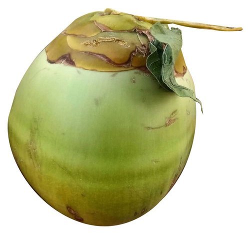 Fresh Tender Coconut - Whole Green Young Coconut | Premium-Quality, Rich in Nutrients and Electrolytes, Environmentally-Friendly Harvesting, No Artificial Additives, Ready-to-Drink Natural Hydration