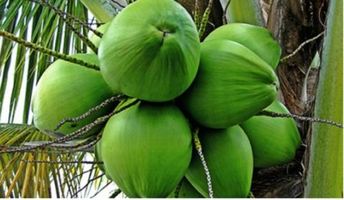 Fresh Healthy Proteins, Minerals And Fatty Acids Enriched Green Solid Tender Coconut