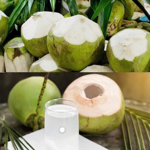 Healthy Proteins, Minerals And Fatty Acids Enriched Green Solid Tender Coconut