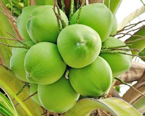 No Artificial Flavors Healthy Vitamins Enriched Green Round Shape Natural Tender Coconuts