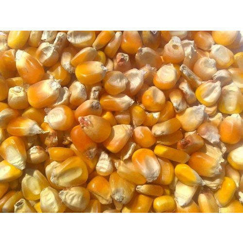 Great Source Of Fiber, Antioxidants And Other Vitamins Yellow Corn Cattle Feed Application: Water