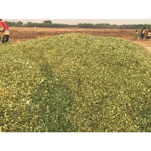 High Quality, High in Fiber, Low in Moisture Feed Grade Farm Corn Silage