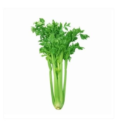 1 Kg 100% Organic And Fresh Green Celery Vegetable For Cooking