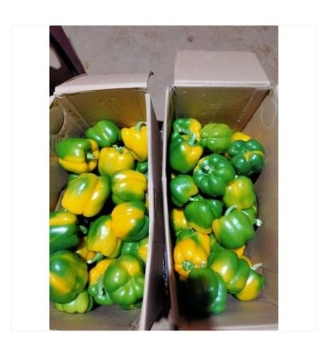 Aluminum Alloy 100% Organic Fresh A Grade Green And Yellow Capsicum For Cooking