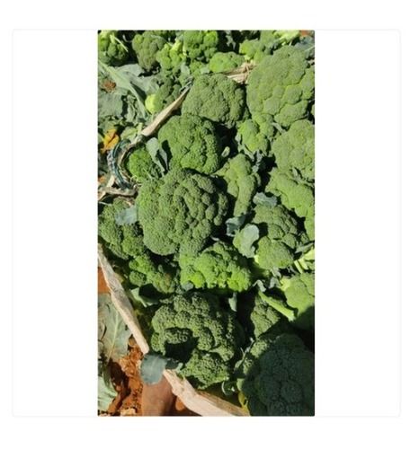 A Grade Organic Green Fresh Broccoli Vegetable For Cooking, Home, Hotel Moisture (%): 2%