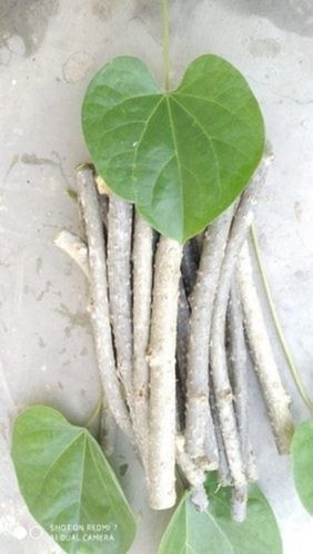Dry Giloy Tinospora Cordifolia Root For Herbal Medicines