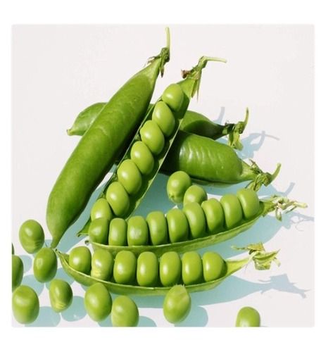 Good For Health, 100% Organic And Fresh Green Peas Vegetable For Cooking