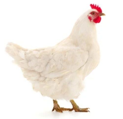 White Medium-Size Highly Nutrition Enriched 100% Pure Healthy Live Chicken