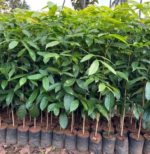 Green African Mahogany Plants With Dark Green Leaves For Plantation