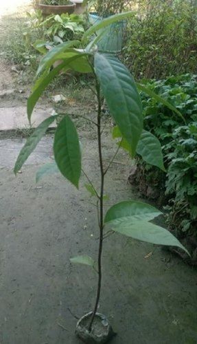 Green Swietenia African Mahogany Plant With Green Leaves For Plantation