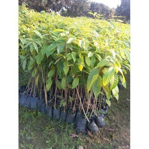 Green Well Drained Mahogany Plant With Dark Green Leaves