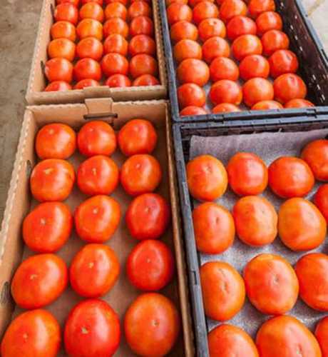 लाल ताजा टमाटर, 10% कुल कार्बोहाइड्रेट और 12% कुल वसा, प्राकृतिक आकार