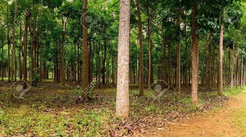 Green Swietenia Macrophylla - Mahogany Plant Red Wood African/American