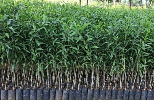 Tissue Culture Green Australian Mahogany Plant With Leaves For Plantation