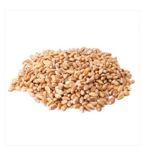  खाद्य प्रसंस्करण के लिए इस्तेमाल किया जाने वाला 1 किलो जैविक और प्राकृतिक शरबती गेहूं का बीज 