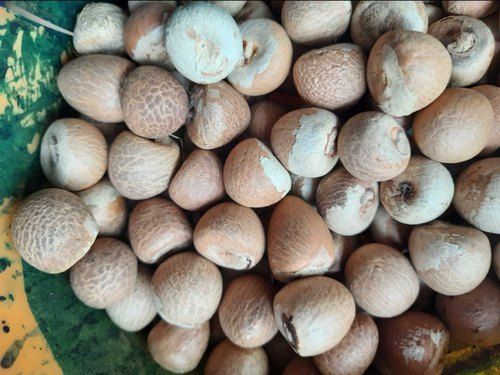 100 Percent Natural And Organic Whole Areca Nut With Rich Source Of Vitamin