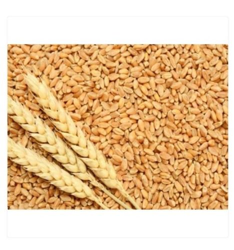 A Grade Natural Dried Raw Wheat Seeds For Food Processing