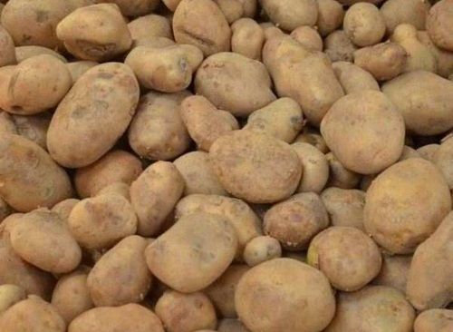 A-Grade Nutritent Enriched Healthy Round 100% Fresh And Natural Potato Moisture (%): 17%