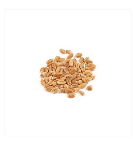A Grade Organic And Natural Wheat Seed Used For Make Bread
