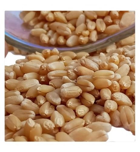 A Grade And Indian Origin Fresh Organic Brown Wheat Seed