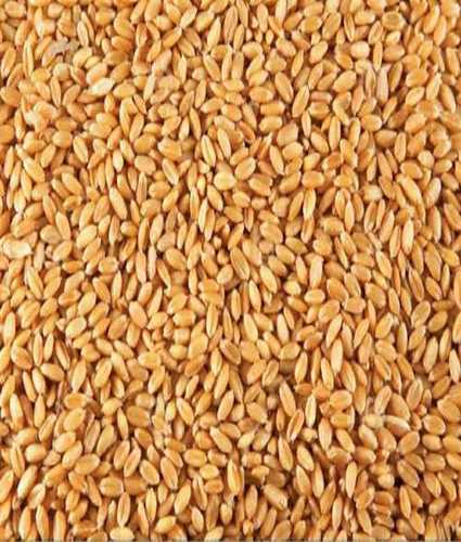 Golden Brown Wheat For Cooking Usage Good For Health, Common Natural 