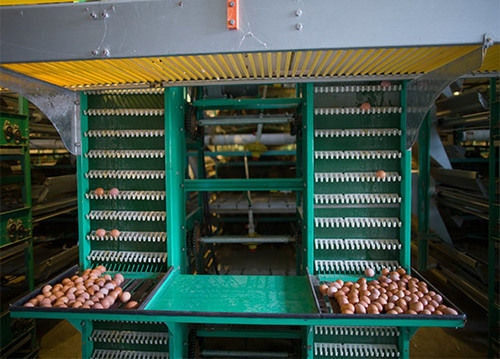 High Performance Automatic Egg Collection System For Poultry Farm