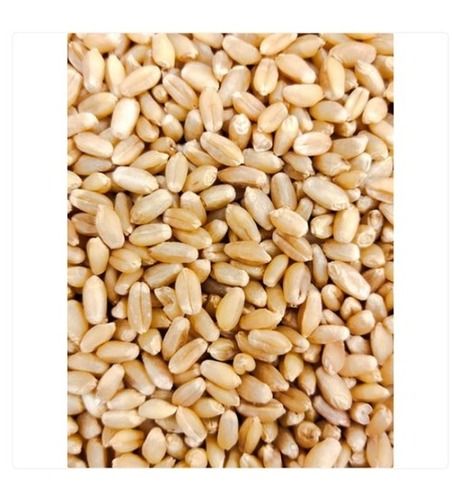 Natural And Organic Brown Wheat Seed Used For Food Processing Admixture (%): 1%