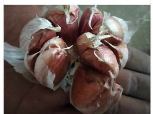 100 प्रतिशत ताजा और शुद्ध लहसुन पैकेजिंग लौंग बड़ा आकार सबसे अच्छी गुणवत्ता
