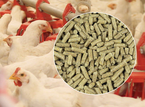 100 Percent Natural And Organic Poultry Feed, Rich Source Of Protein